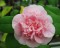 camellia-20-20japonica-20-20_-20prinz-20-20albert.jpg